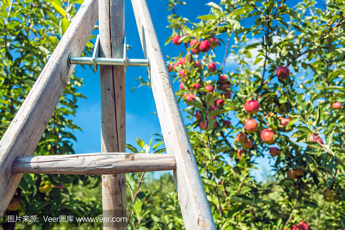 苹果用梯子